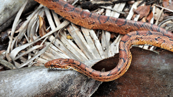 užovka červená (3)